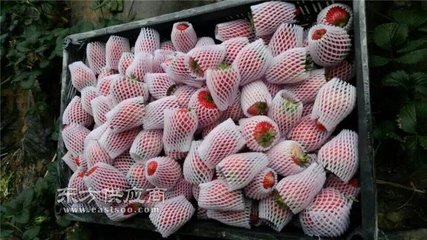雪莲果包装网套机、龙口云生网套机、济南网套机批发