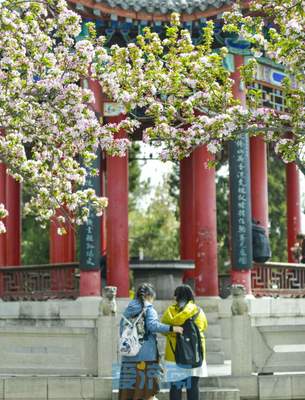 与碧水古建相伴,济南大明湖畔海棠盛开